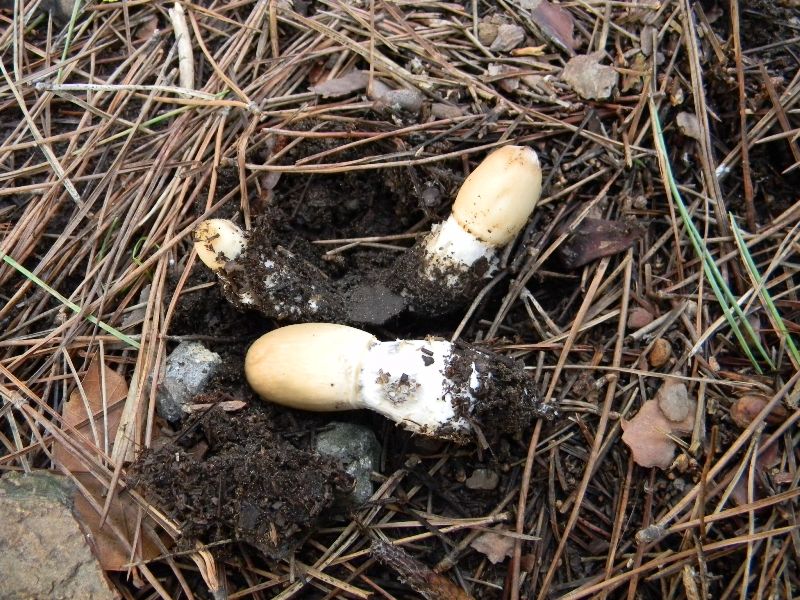 9) Fotogr. il 13.11.12. sotto pineta marina con Leccio