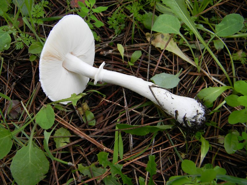 22) Fotogr. il 13.11.12. sotto pineta marina con Leccio