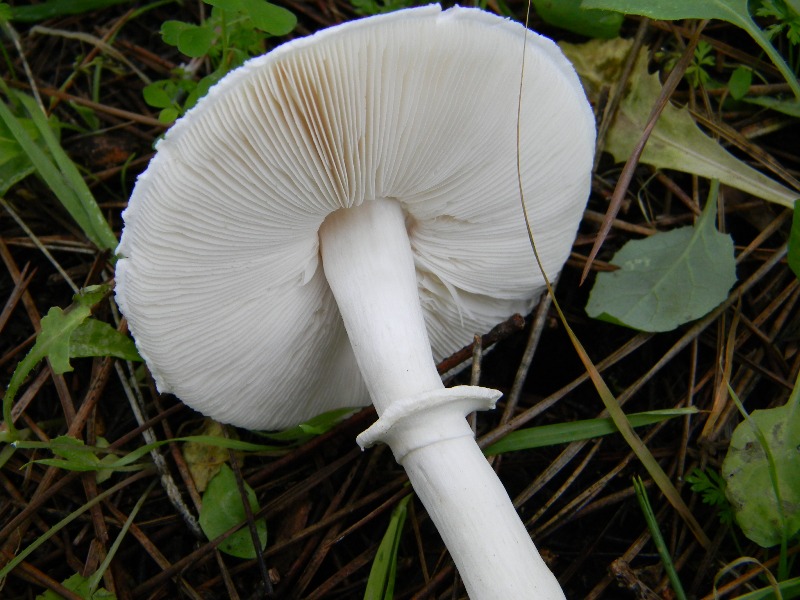 22) Fotogr. il 13.11.12. sotto pineta marina con Leccio