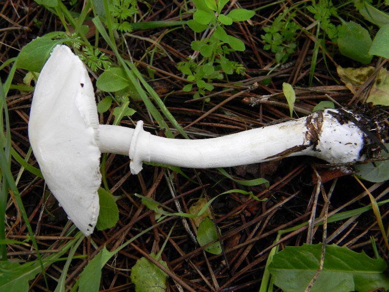 22) Fotogr. il 13.11.12. sotto pineta marina con Leccio