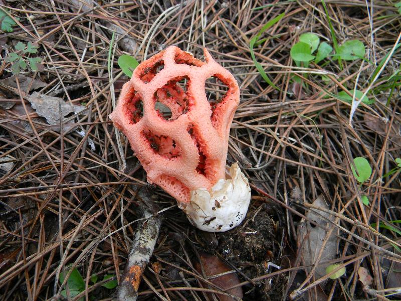 10) Fotogr. il 13.11.12. sotto pineta marina con Leccio