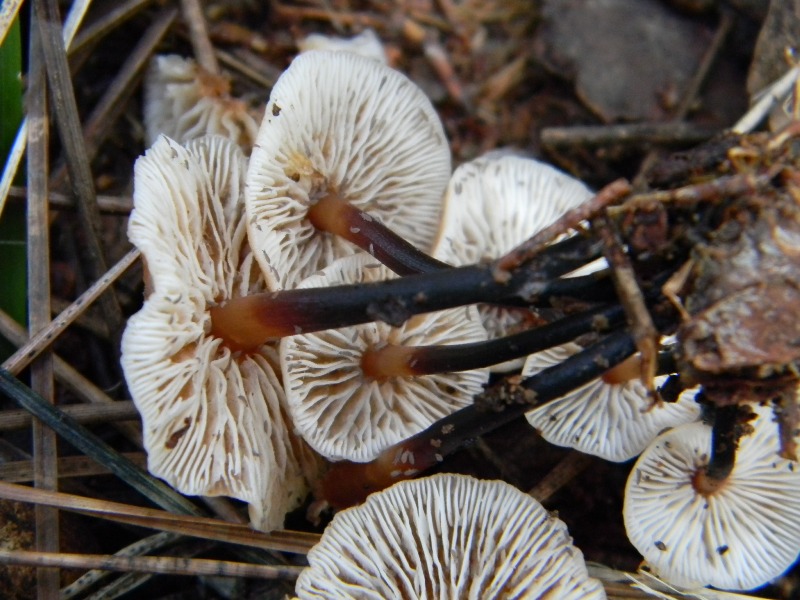 23) Fotogr. il 13.11.12. sotto pineta marina con Leccio