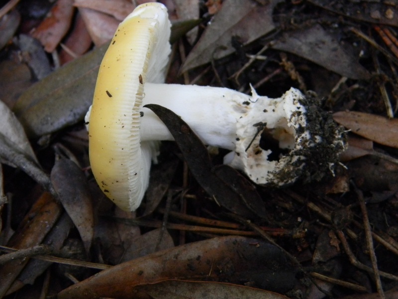 24) Fotogr. il 13.11.12. sotto pineta marina con Leccio