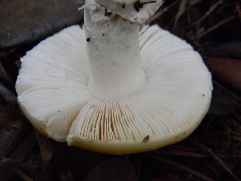 24) Fotogr. il 13.11.12. sotto pineta marina con Leccio