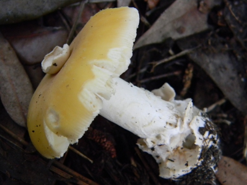 24) Fotogr. il 13.11.12. sotto pineta marina con Leccio