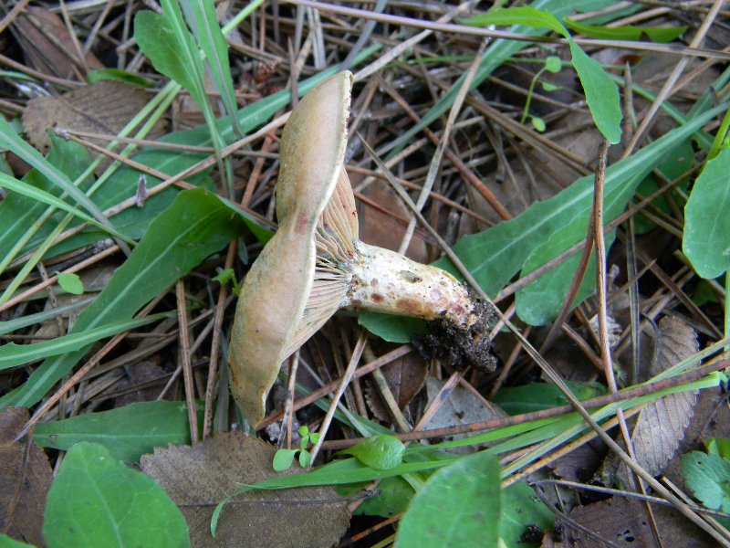 6) Fotogr. il 13.11.12. sotto pineta marina con Leccio