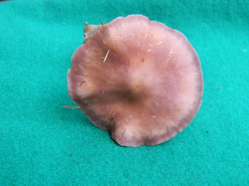 28) Fotogr. il 13.11.12. sotto pineta marina con Leccio