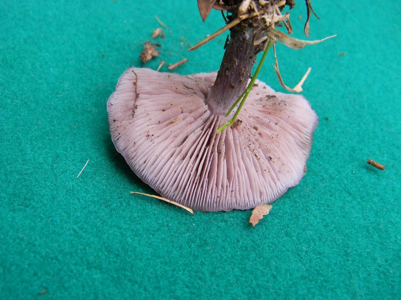 28) Fotogr. il 13.11.12. sotto pineta marina con Leccio