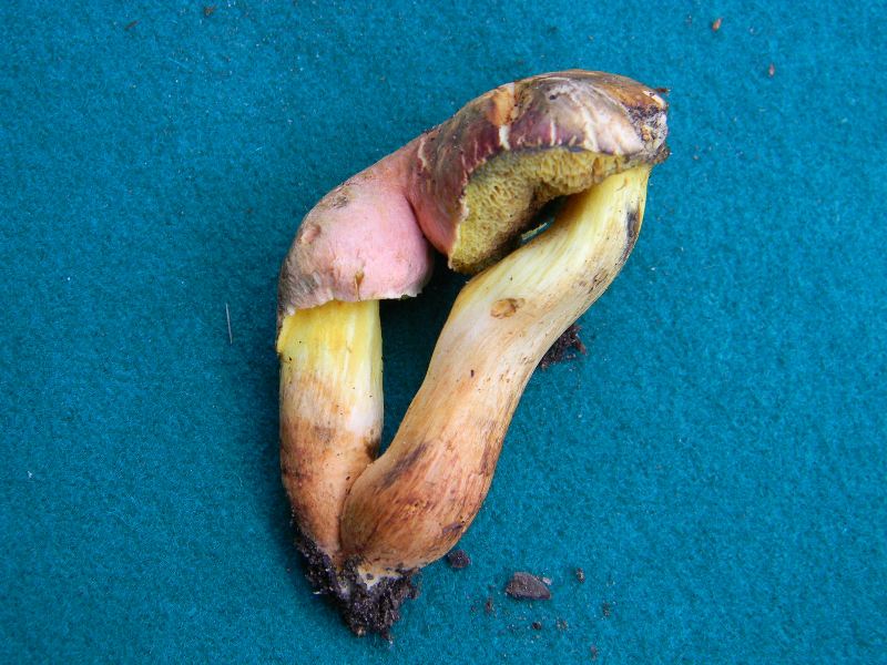 11) Fotogr. il 13.11.2012.