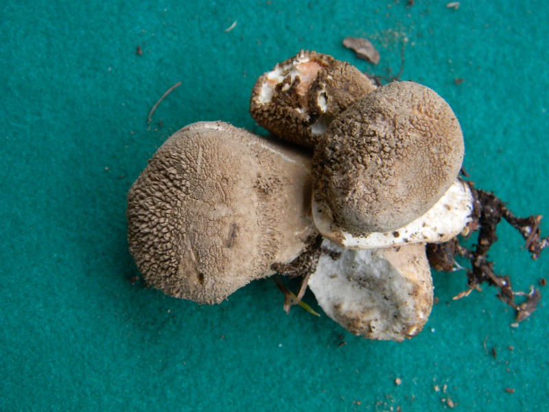 15) Fotogr. il 13.11.12. sotto pineta marina con Leccio