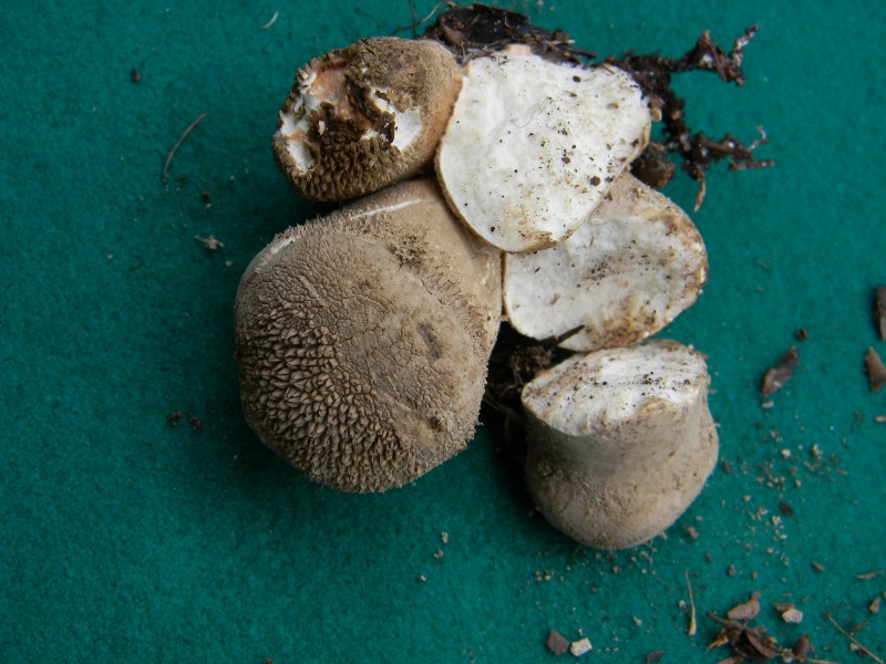 15) Fotogr. il 13.11.12. sotto pineta marina con Leccio