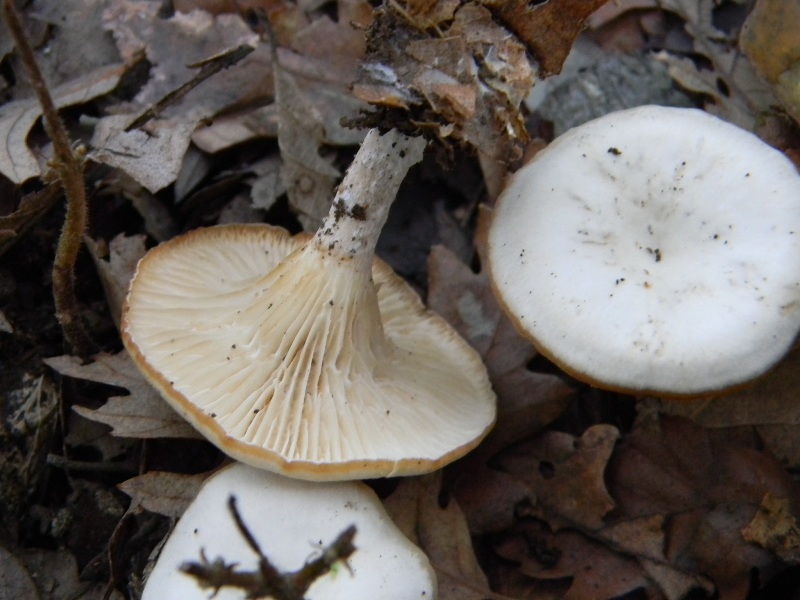 2) Fotogr. il 16.11.2012. sotto Quercia