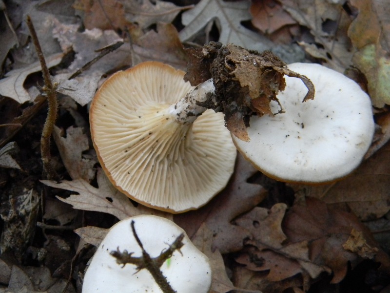 2) Fotogr. il 16.11.2012. sotto Quercia