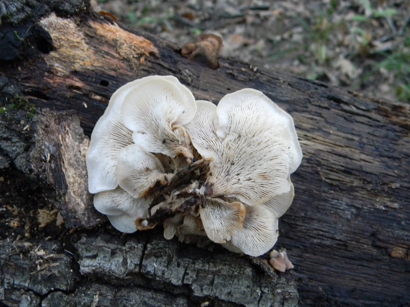 4) Fotogr. il 16.11.2012. sotto Quercia