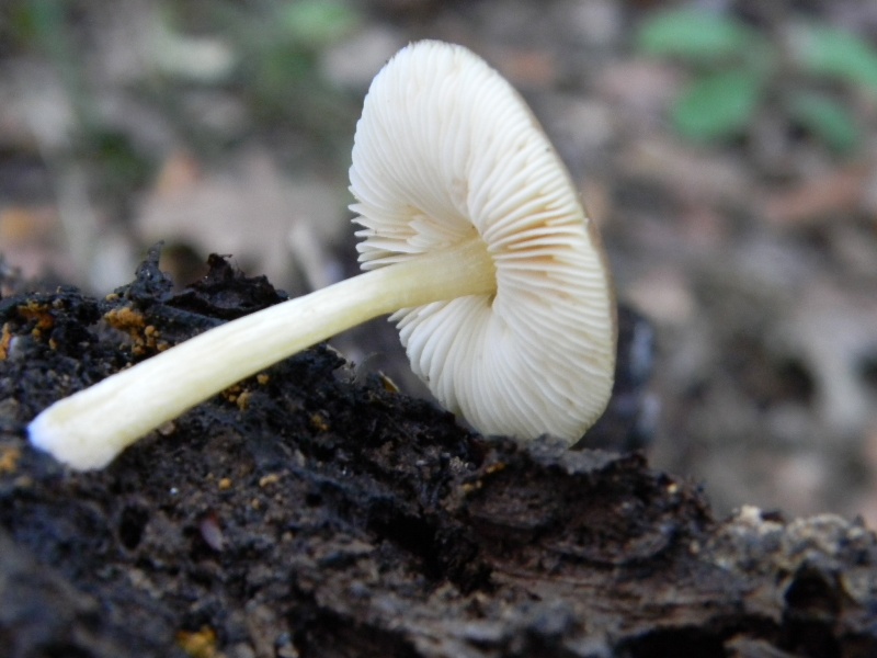 11) Fotogr. il16.11.2012.sottoQuercia