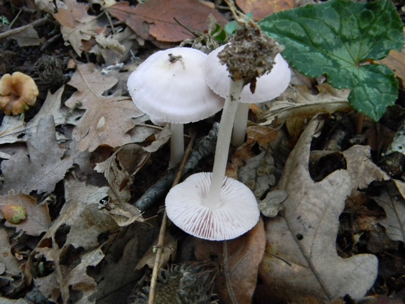 5) Fotogr. il 16.11.2012. sotto Quercia