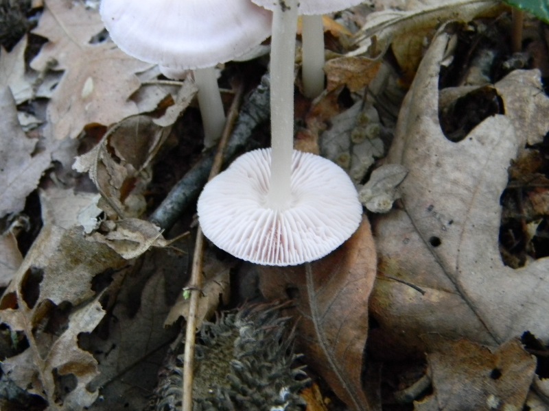 5) Fotogr. il 16.11.2012. sotto Quercia