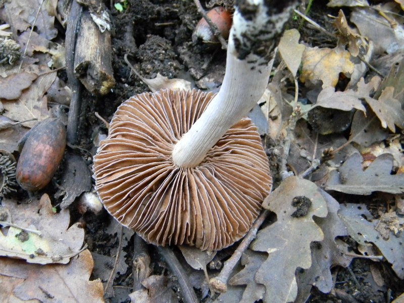 8) Fotogr. il 16.11.2012. sotto Quercia