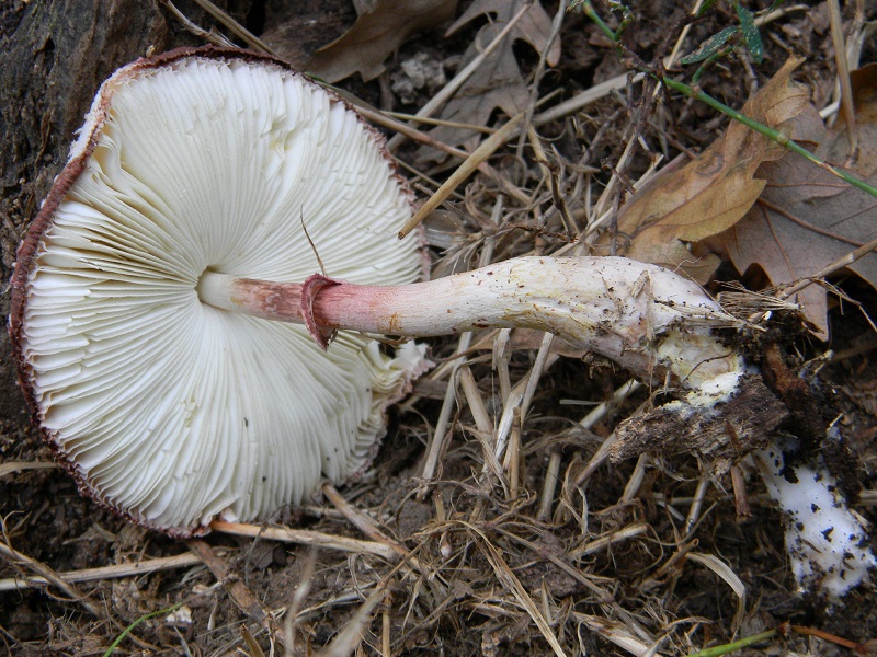 3) Fotogr.il 9.09.2014.sotto Quercia legnicolo