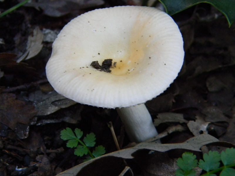 9) Fotogr il 16.11.2012. sotto Quercia