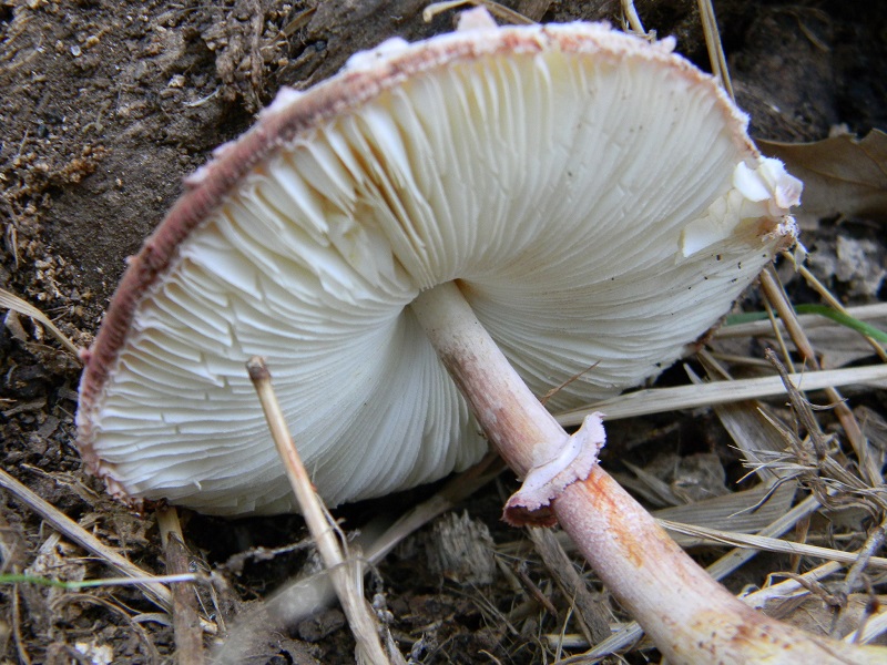 3) Fotogr.il 9.09.2014.sotto Quercia legnicolo