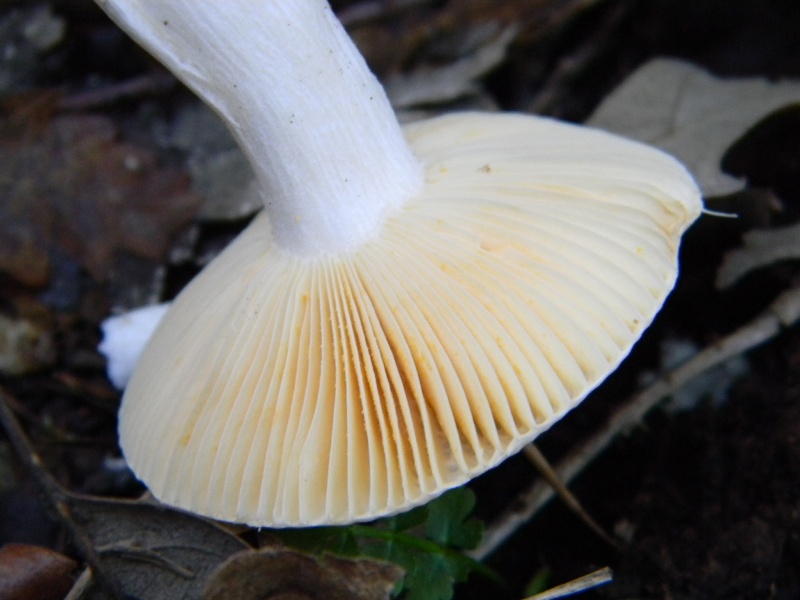 9) Fotogr il 16.11.2012. sotto Quercia