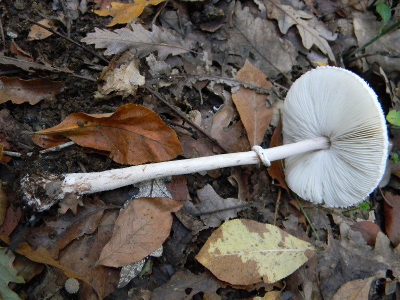 10) Fotogr. il 16.11.2012. sotto Quercia