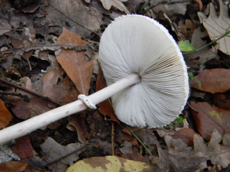 10) Fotogr. il 16.11.2012. sotto Quercia