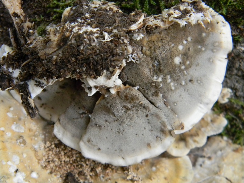 1) Fotogr.il 23.09.2014.sotto Quercia legnicolo