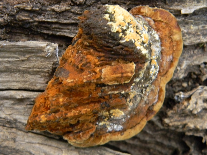 2) Fotogr.il 23.09.2014. sotto Quercia legnicolo