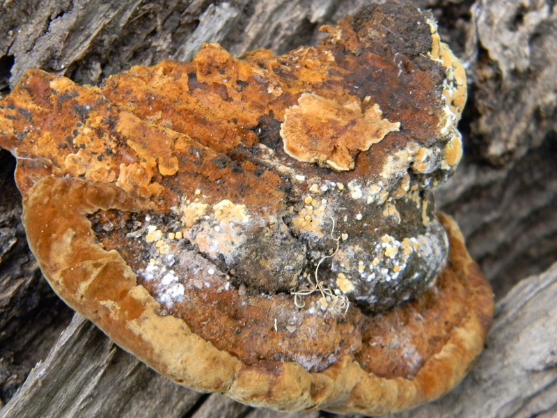 2) Fotogr.il 23.09.2014. sotto Quercia legnicolo