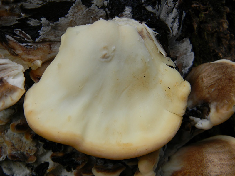 3) Fotogr.il 23.09.2014.sotto Quercia legnicolo