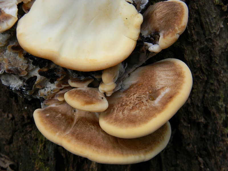 3) Fotogr.il 23.09.2014.sotto Quercia legnicolo