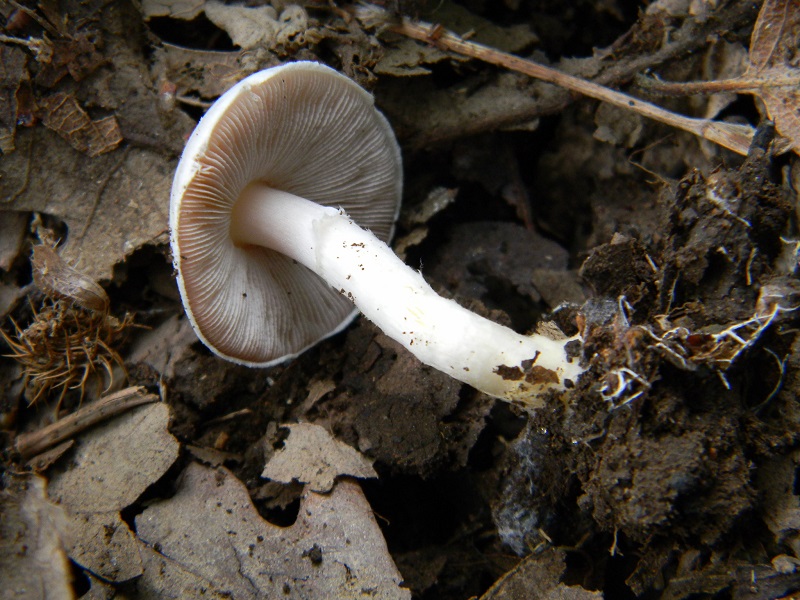 15) Fotogr.il 23.09.2014.sotto Quercia