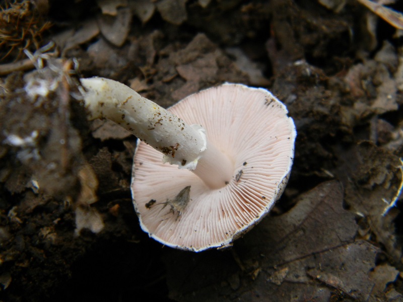 15) Fotogr.il 23.09.2014.sotto Quercia