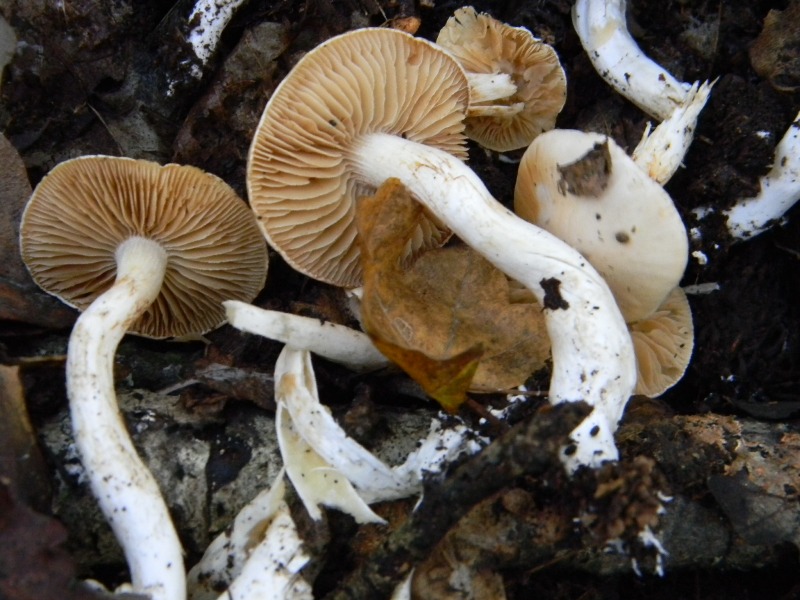 12) Fotogr. il 16.11.2012. sotto Quercia