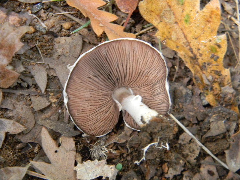 17) Fotogr.il 23.09.2014.sotto Quercia