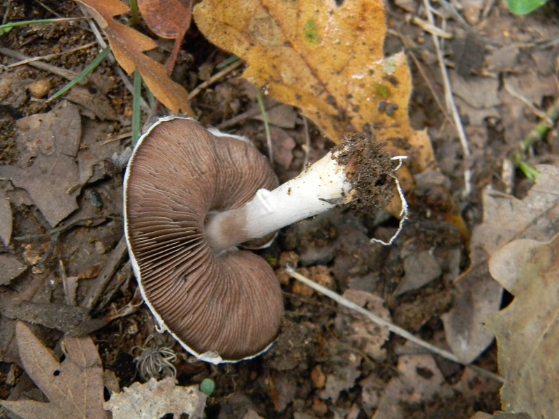 17) Fotogr.il 23.09.2014.sotto Quercia