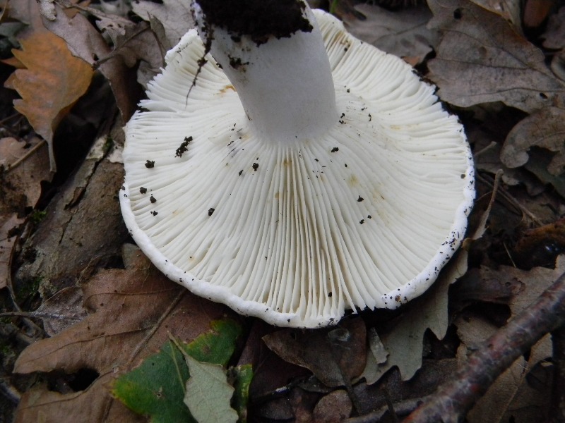 13) Fotogr. il 16.11.2012. sotto Quercia