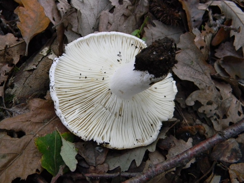 13) Fotogr. il 16.11.2012. sotto Quercia