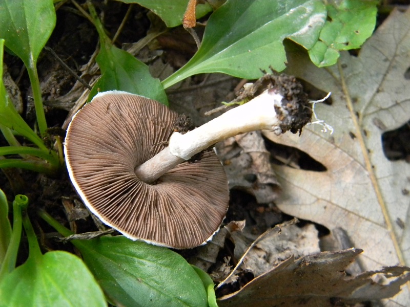 11) Fotogr. il 23.09.2014. sotto Quercia