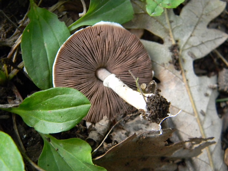 11) Fotogr. il 23.09.2014. sotto Quercia