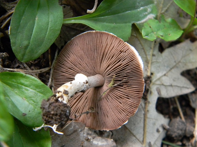 11) Fotogr. il 23.09.2014. sotto Quercia