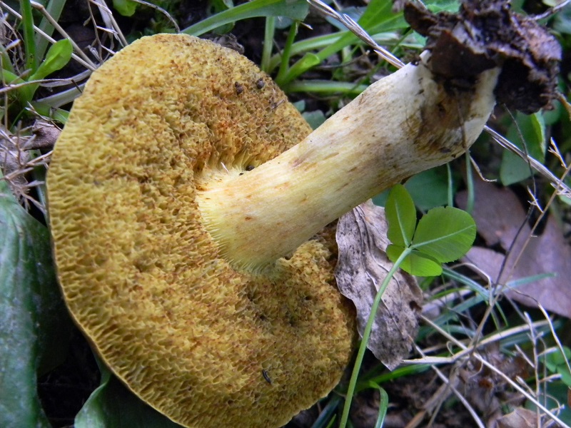 7) Fotogr. il 23.09.2014.sotto Quercia