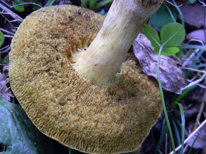 7) Fotogr. il 23.09.2014.sotto Quercia