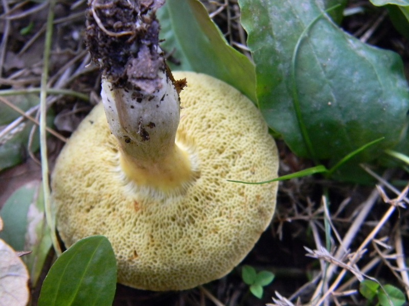 8) Fotogr. il 23.09.2014.sotto Quercia