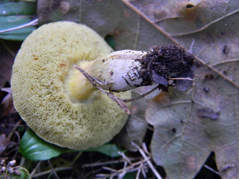 8) Fotogr. il 23.09.2014.sotto Quercia