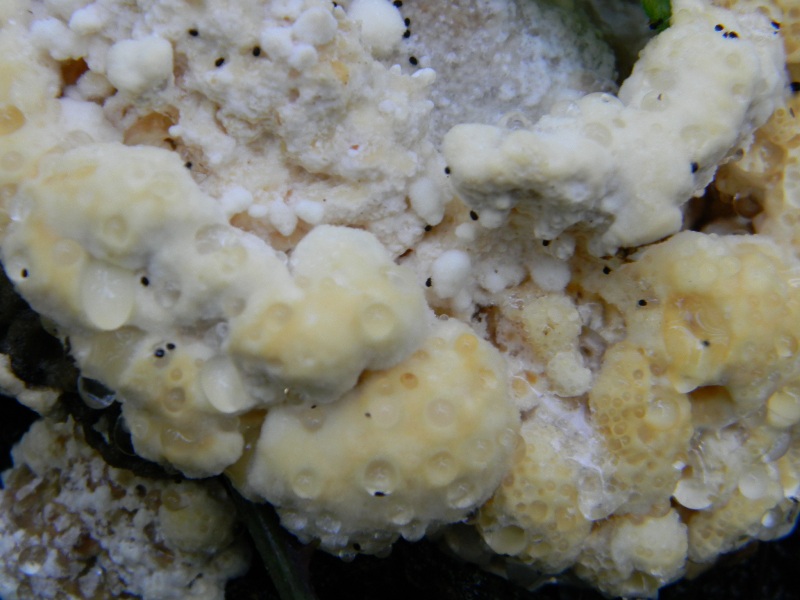 14) Fotogr il 16.11.2012. sotto Quercia