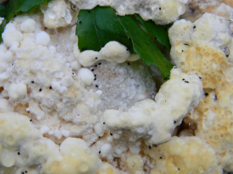 14) Fotogr il 16.11.2012. sotto Quercia