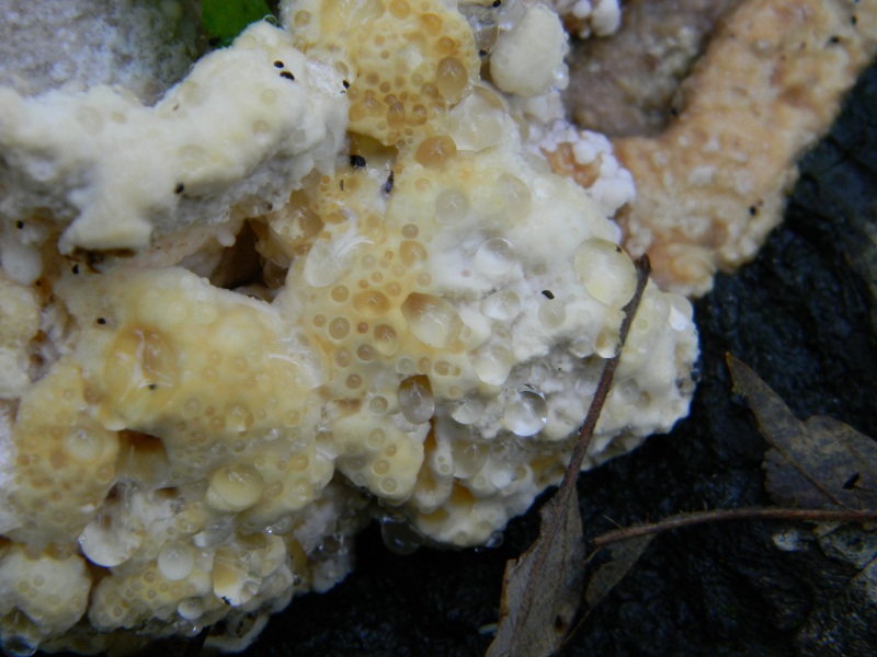 14) Fotogr il 16.11.2012. sotto Quercia